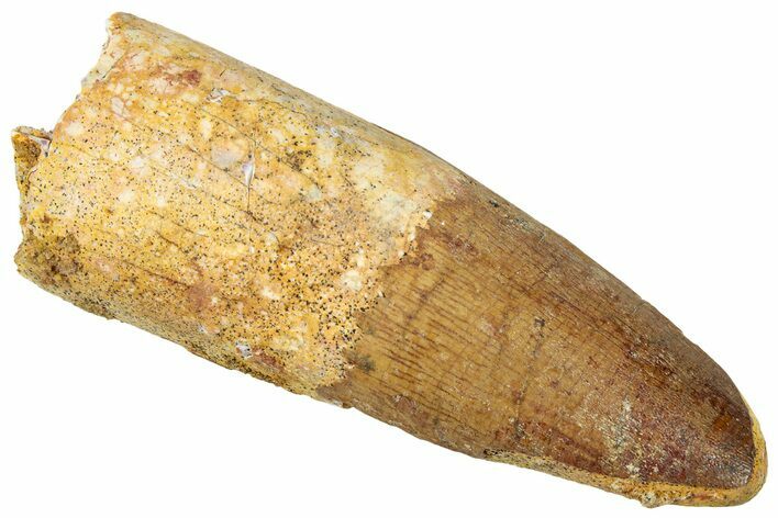 Fossil Spinosaurus Tooth - Feeding Worn Tip #316830